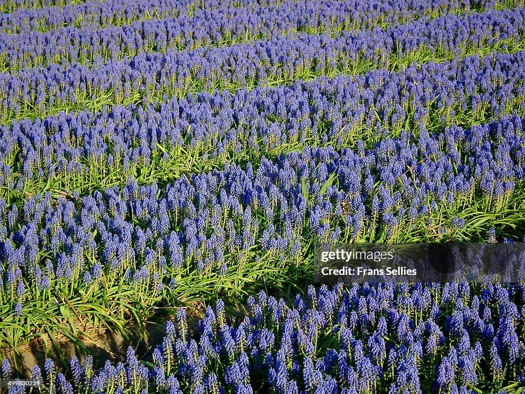 Rows of grape hyachinth