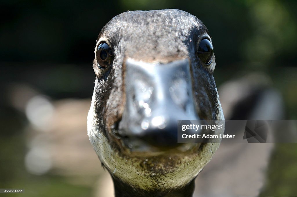 Canada Goose Portrait