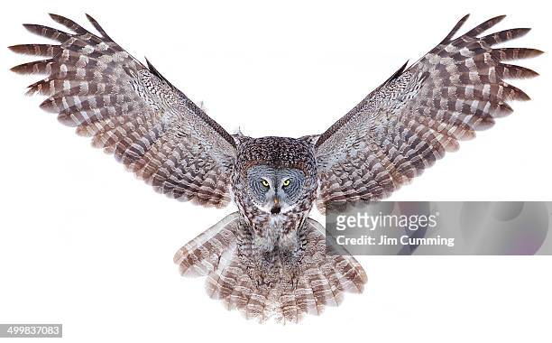 power - great grey owl stock pictures, royalty-free photos & images