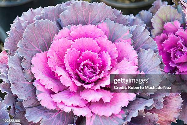 Closeup of purple Kale flower or Cabbage rose at a garden in Toronto, Canada.