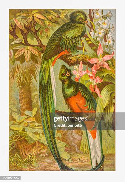 resplendent trogon - tropical bird white background stock illustrations
