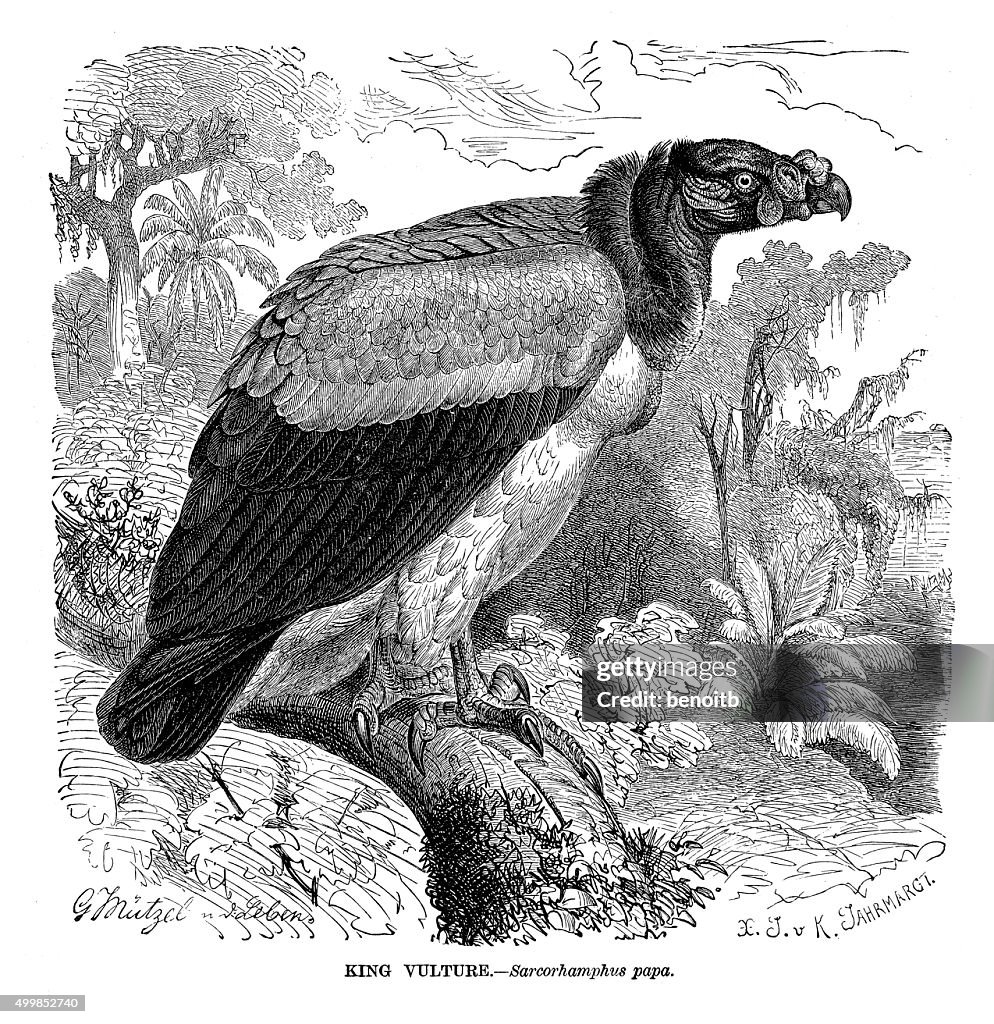 King Vulture