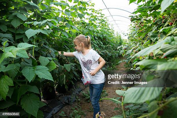 young girl picking raspberries at a fruit farm. - himbeerpflanze stock-fotos und bilder