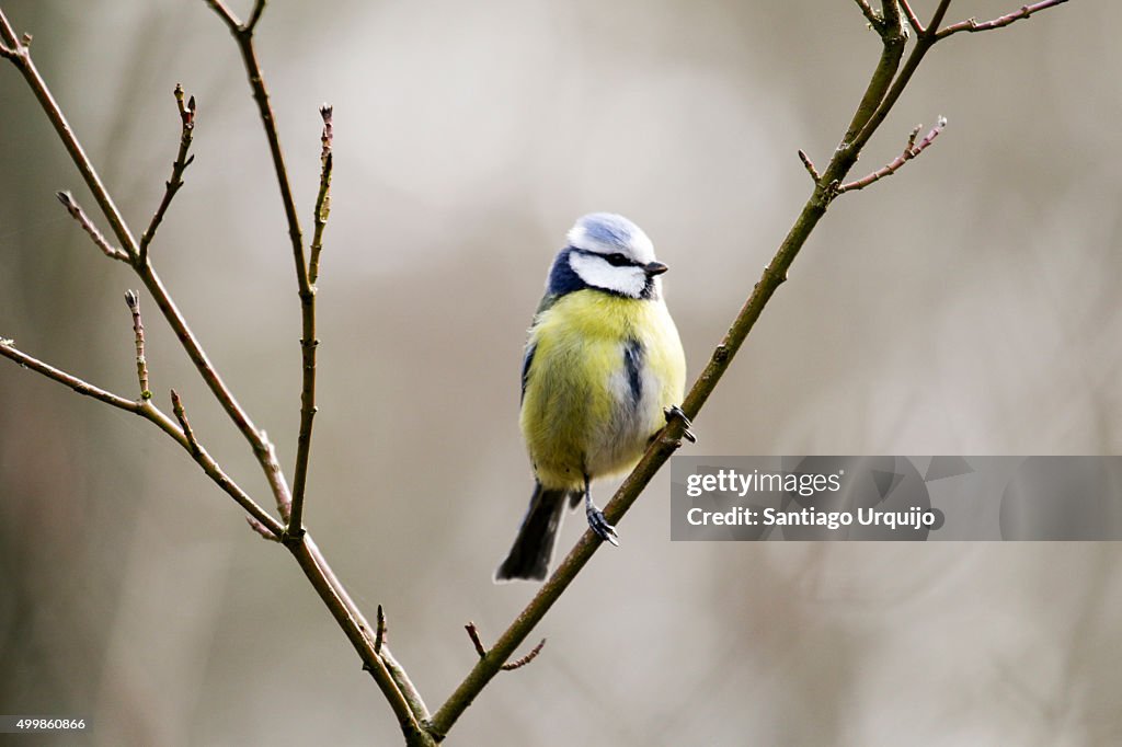 Eurasian blue tit (Cyanistes caeruleus) perched on a branch