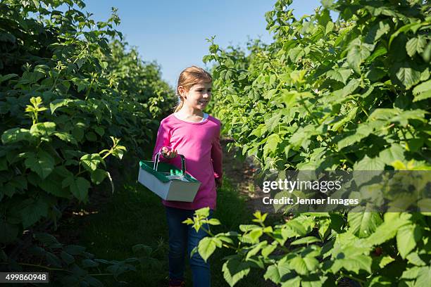 happy girl picking raspberries at a fruit farm. - himbeerpflanze stock-fotos und bilder