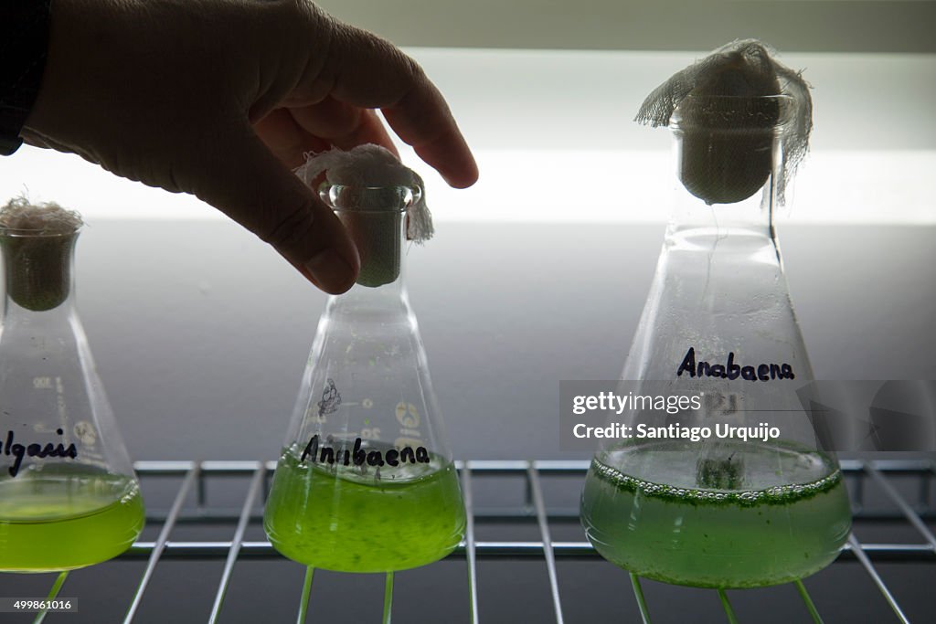 Test tubes rack with micro algae