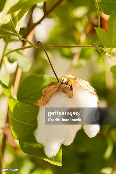 cotton (gossypium herbaceum) - gossypium herbaceum stock pictures, royalty-free photos & images