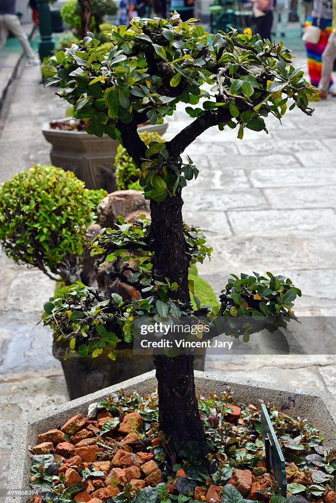 Japanese bonsai plant