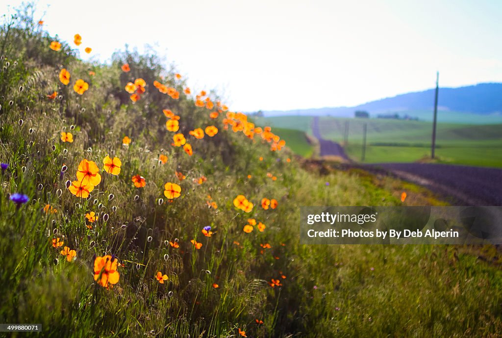 Roadside Poppies