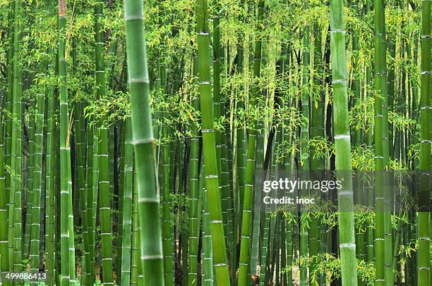 Immagini Stock - Canne Di Bambù Sulle Acque. Image 23532008