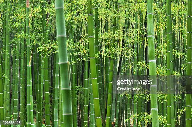 Bamboo High-Res Stock Photo