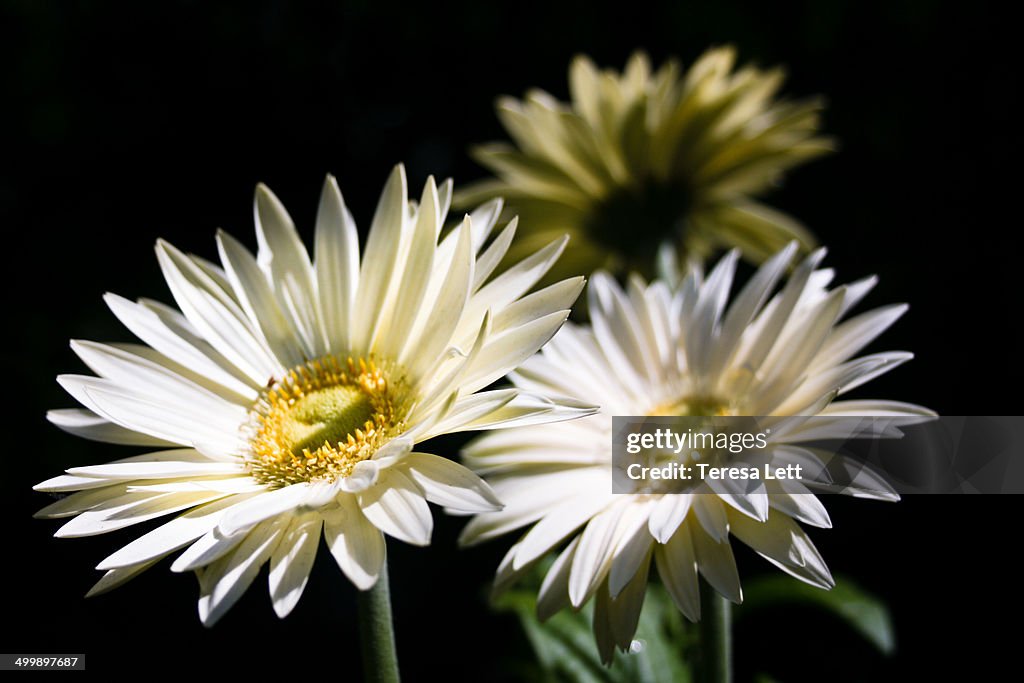 Gerbera daisy flowers