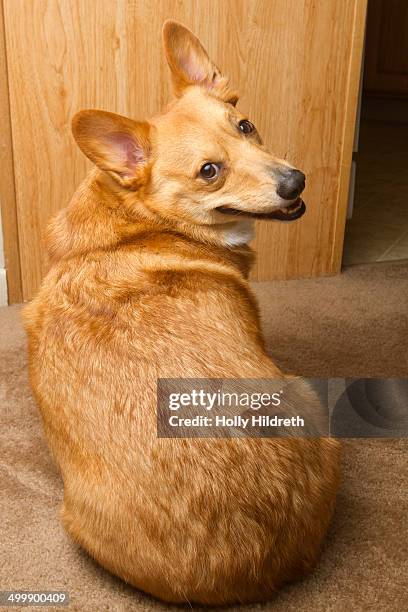 corgi looking over shoulder - dog looking over shoulder stock pictures, royalty-free photos & images