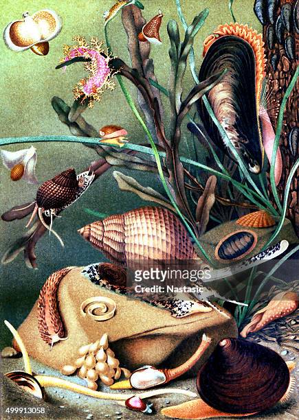 mollusks - fish painting stock illustrations