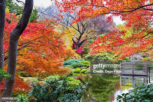 Houston Fall Tree Fall Foliage In Texas Photos and Premium High Res Pictures - Getty Images