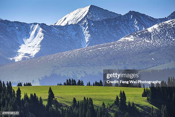 Chinese Tianshan Wei Shan Shan Photos and Premium High Res Pictures - Getty Images