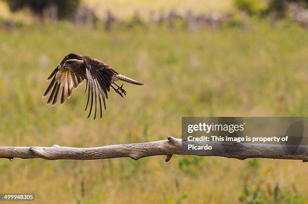 i'm leaving - chimango caracara - chimango caracara stock pictures, royalty-free photos & images