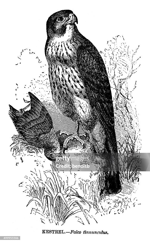 Kestrel