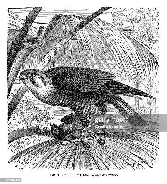 ilustraciones, imágenes clip art, dibujos animados e iconos de stock de halcón copete rojo - falcon bird