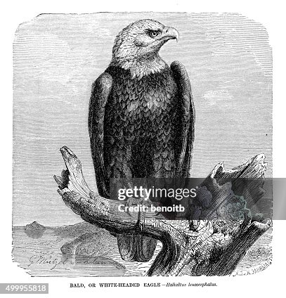 Soon Eagle Soon Eagle