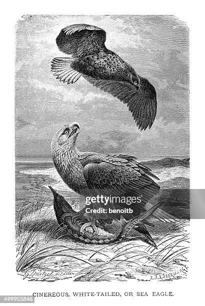 sea eagle - sturgeon stock illustrations