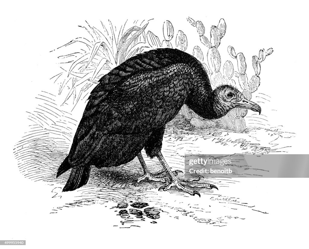 Black vulture