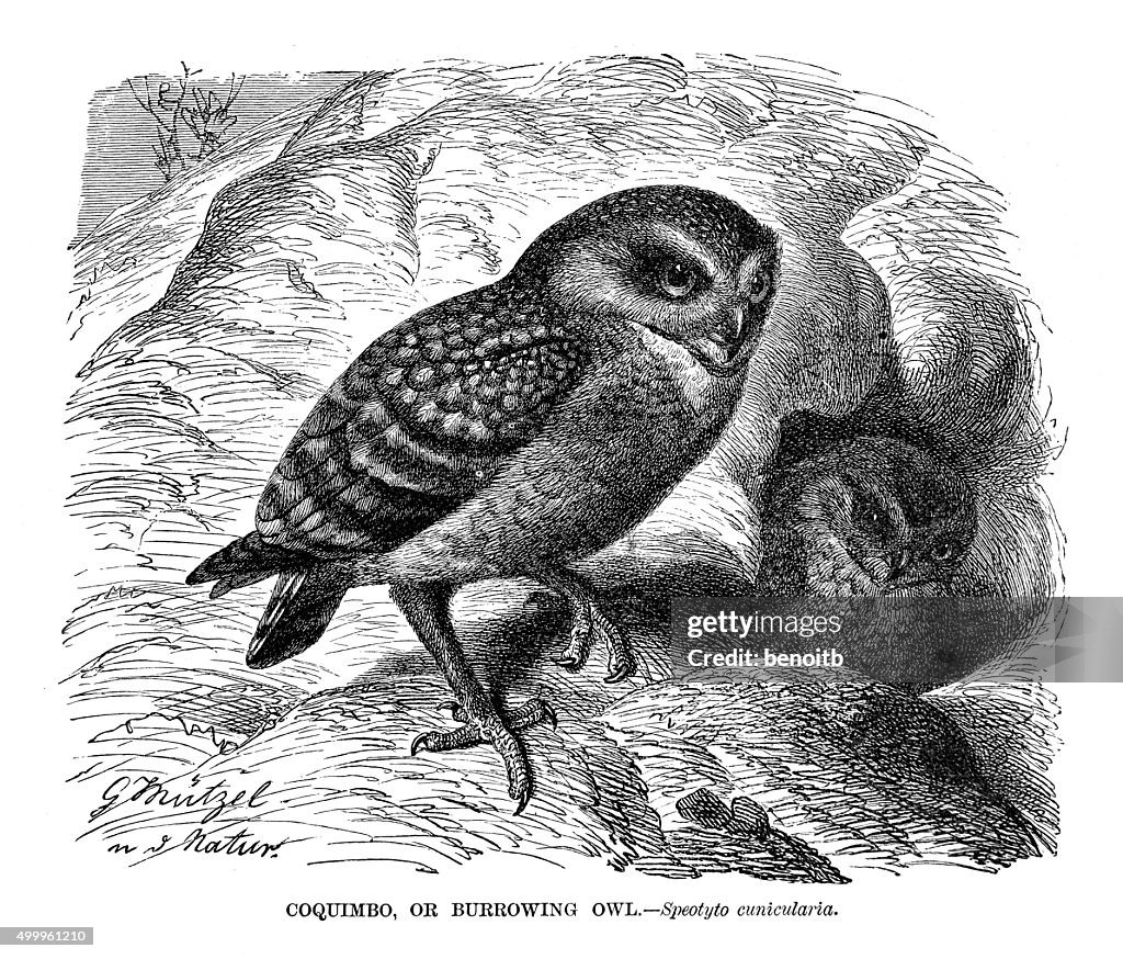 Burrowing Owl