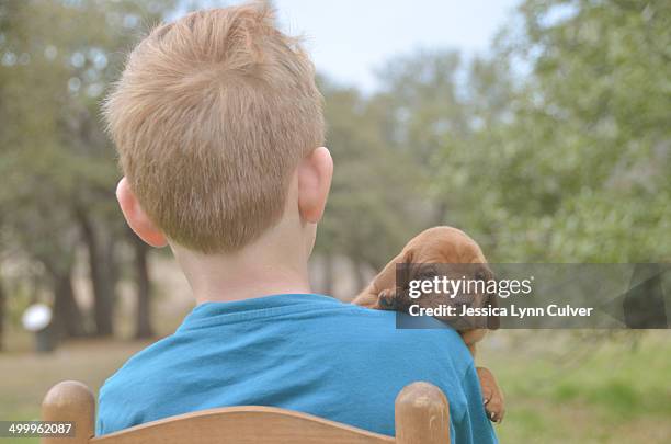 ginger haired boy holding a vizsla puppy - ginger lynn allen stockfoto's en -beelden