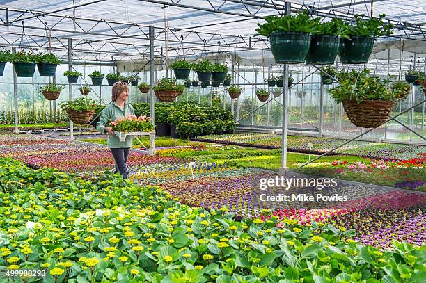 woman buying plants from nursery - gärtnerei stock-fotos und bilder