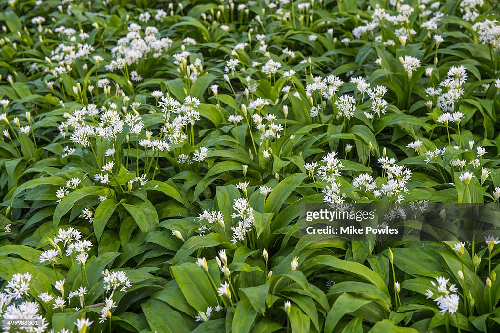 Carpet of Wild garlic