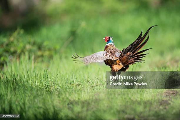 male pheasant displaying - pheasant bird stock-fotos und bilder