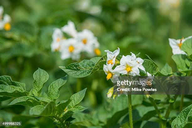 flowers of potato plants - kartoffelblüte nahaufnahme stock-fotos und bilder