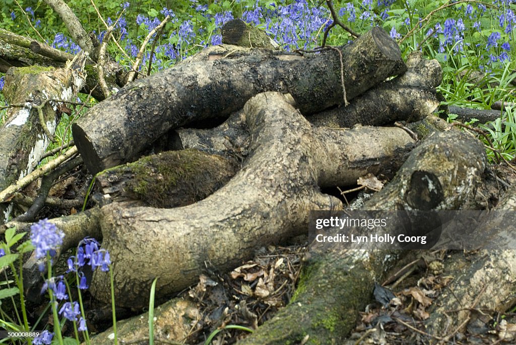 Old logs in woods with bluebells