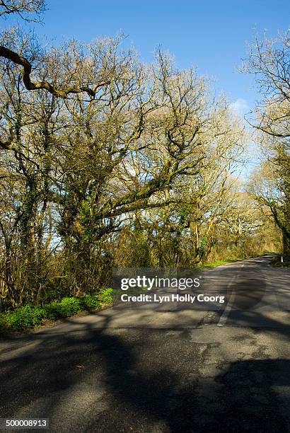 shadows of tree branches on road - lyn holly coorg stockfoto's en -beelden