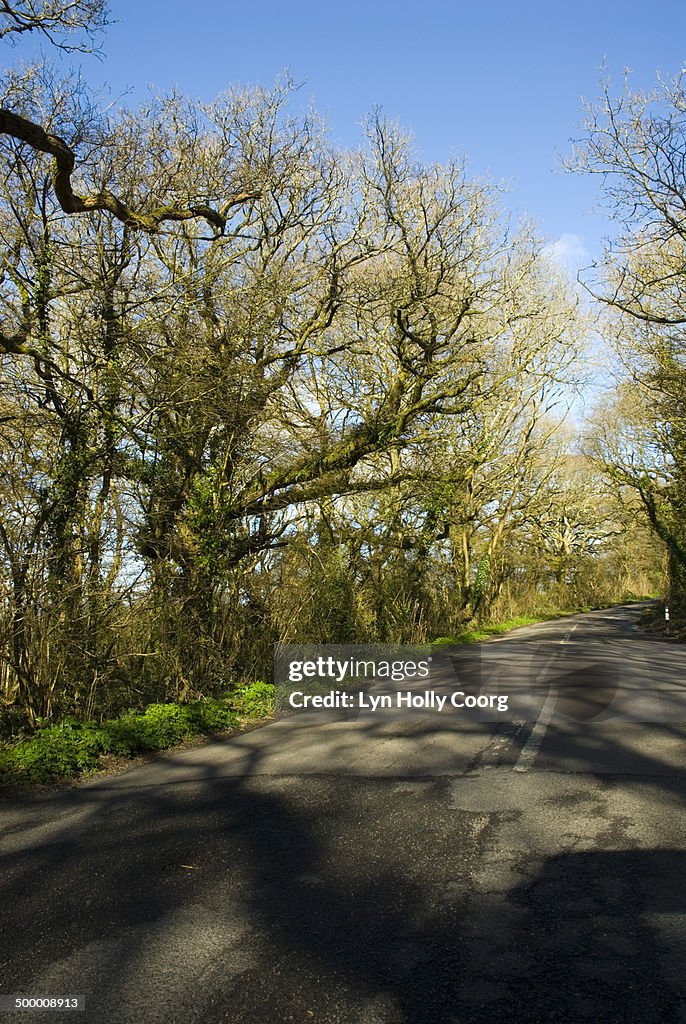 Shadows of tree branches on road