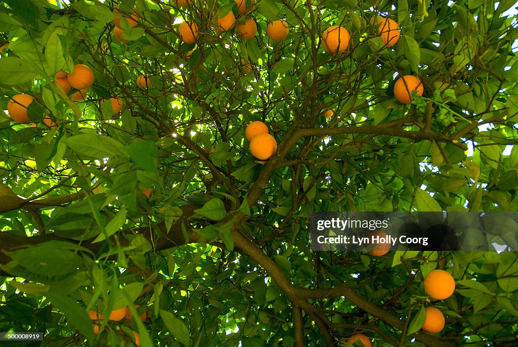 Ripe oranges growing on tree