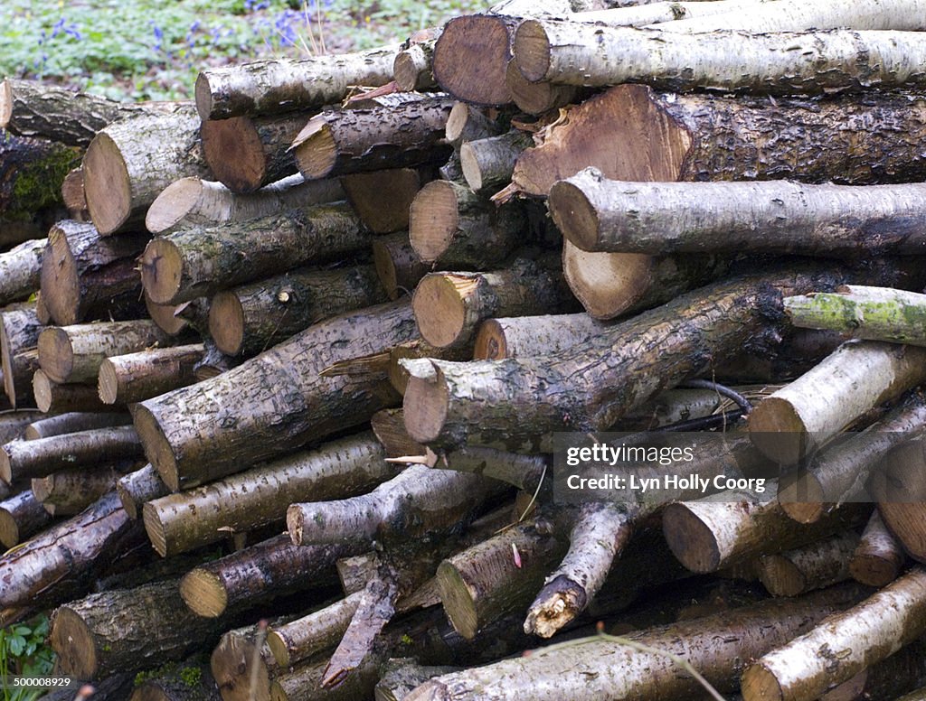 Pile of freshly chopped logs in woods