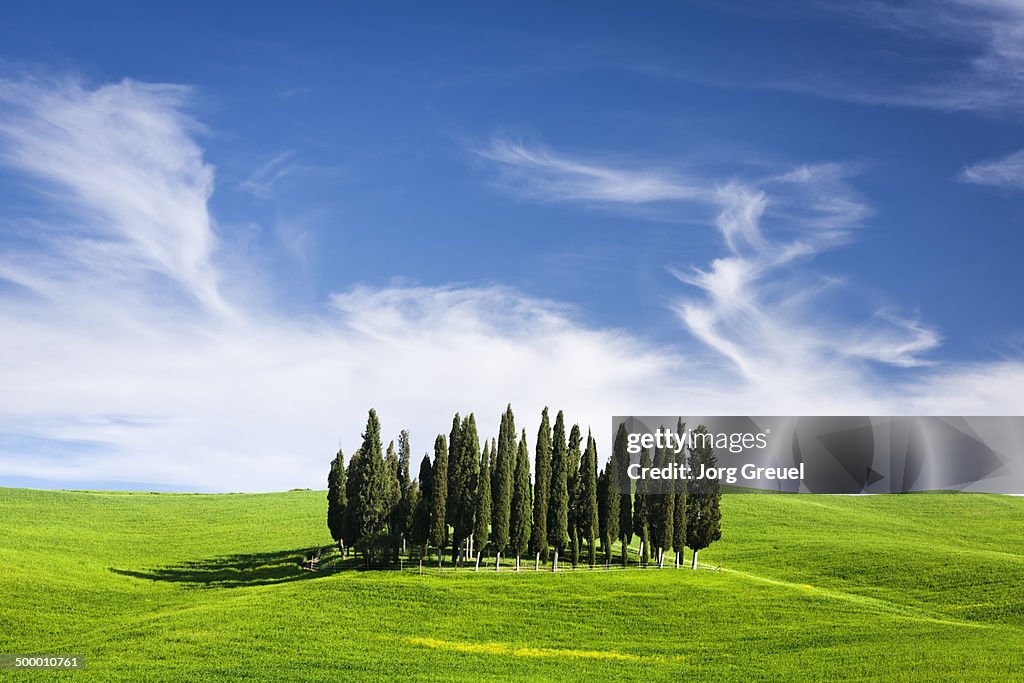 Cypress trees