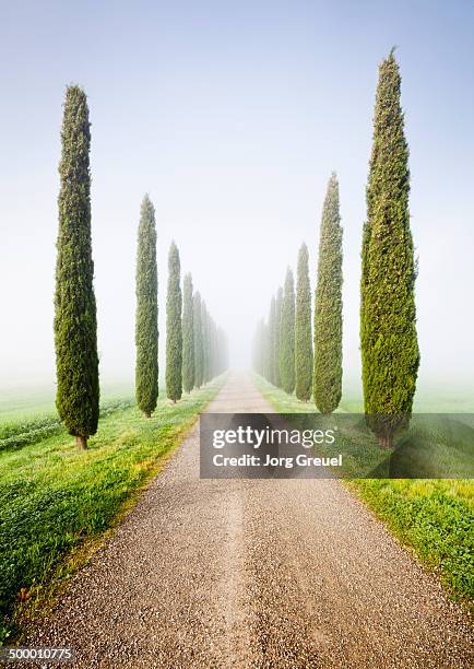 cypresses in morning mist - symmetry nature stock pictures, royalty-free photos & images