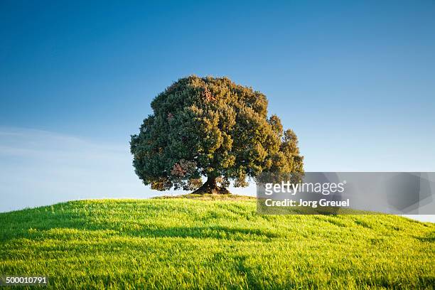 single tree - albero foto e immagini stock