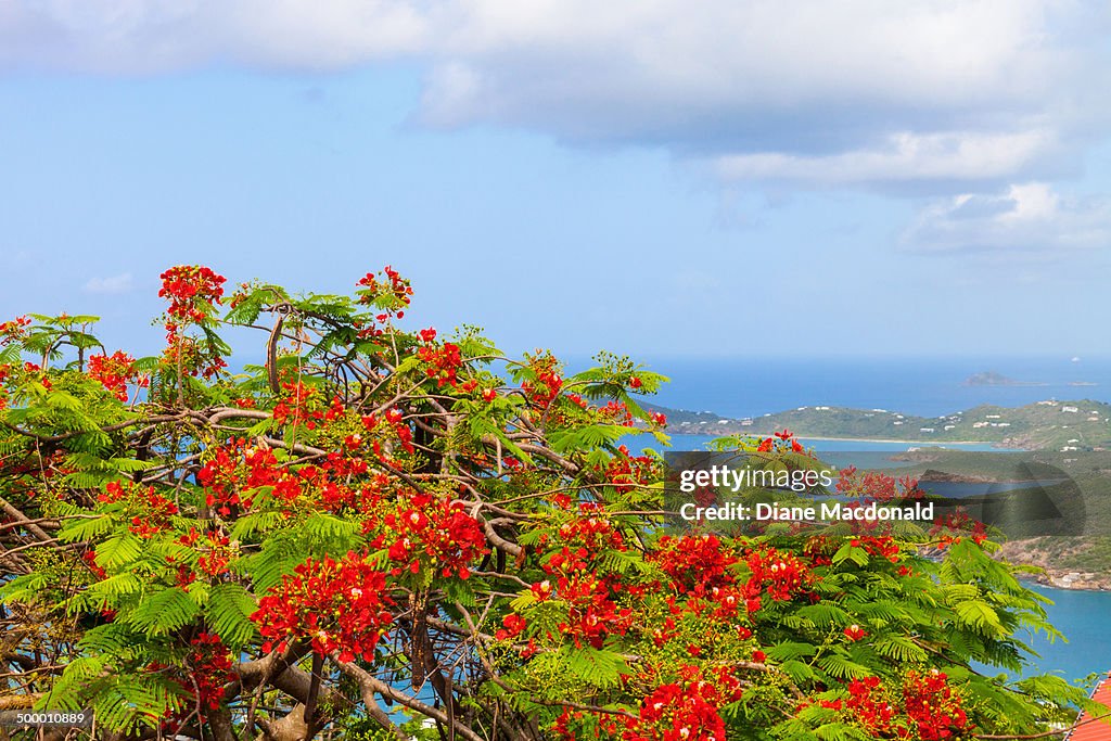 Poinciana tree at Paradise Point