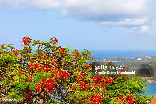poinciana tree at paradise point - delonix regia stock pictures, royalty-free photos & images