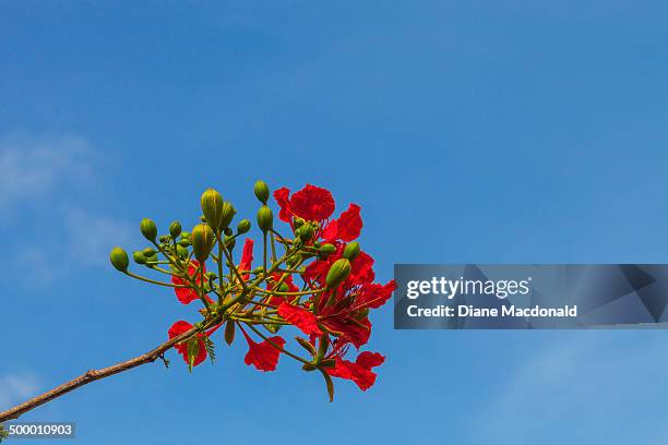 poinciana flowers - delonix regia stock pictures, royalty-free photos & images