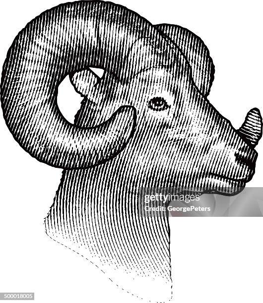 dickhornschaf, isoliert auf weißem hintergrund - schafkopf stock-grafiken, -clipart, -cartoons und -symbole