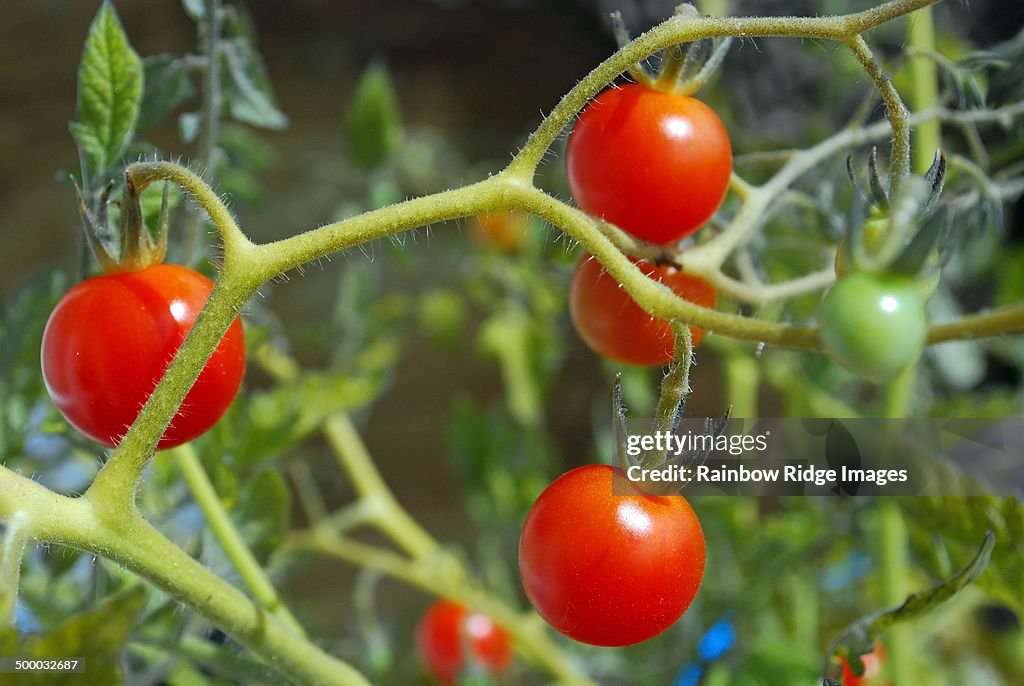 Cherry Tomatoes