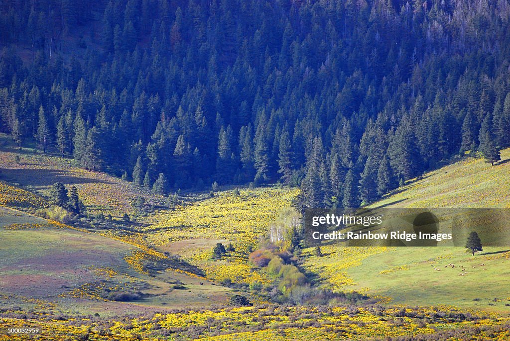 Yellow wild flowers