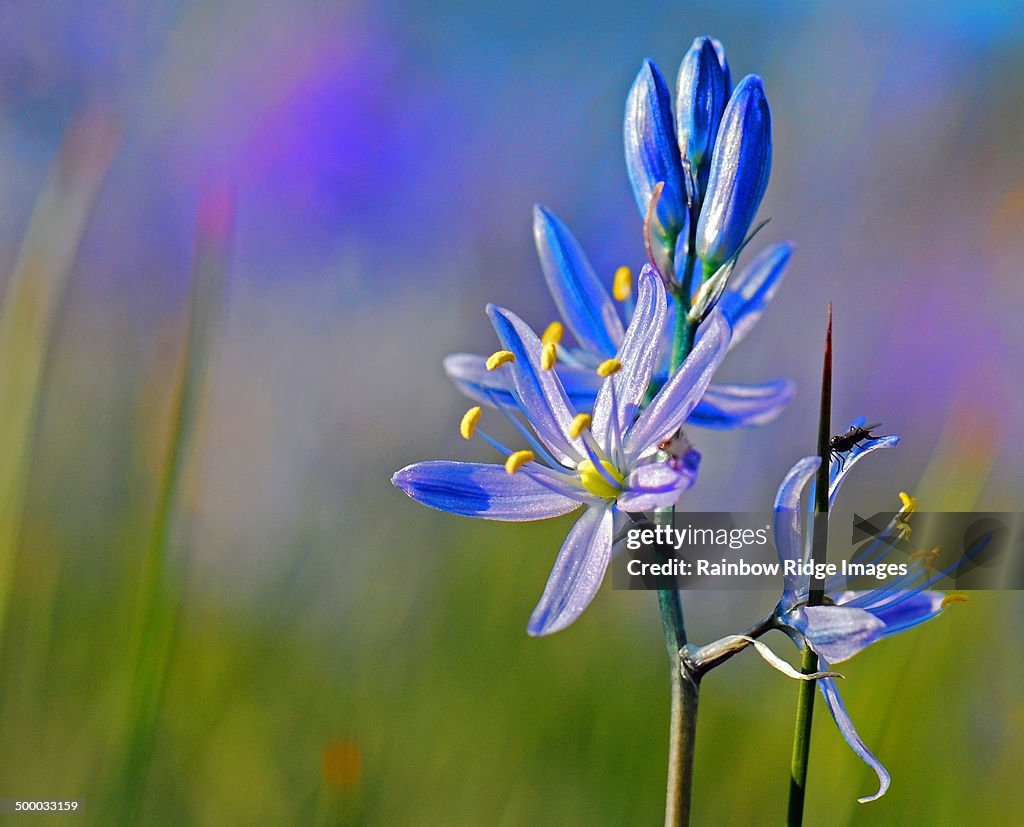 Common Camas