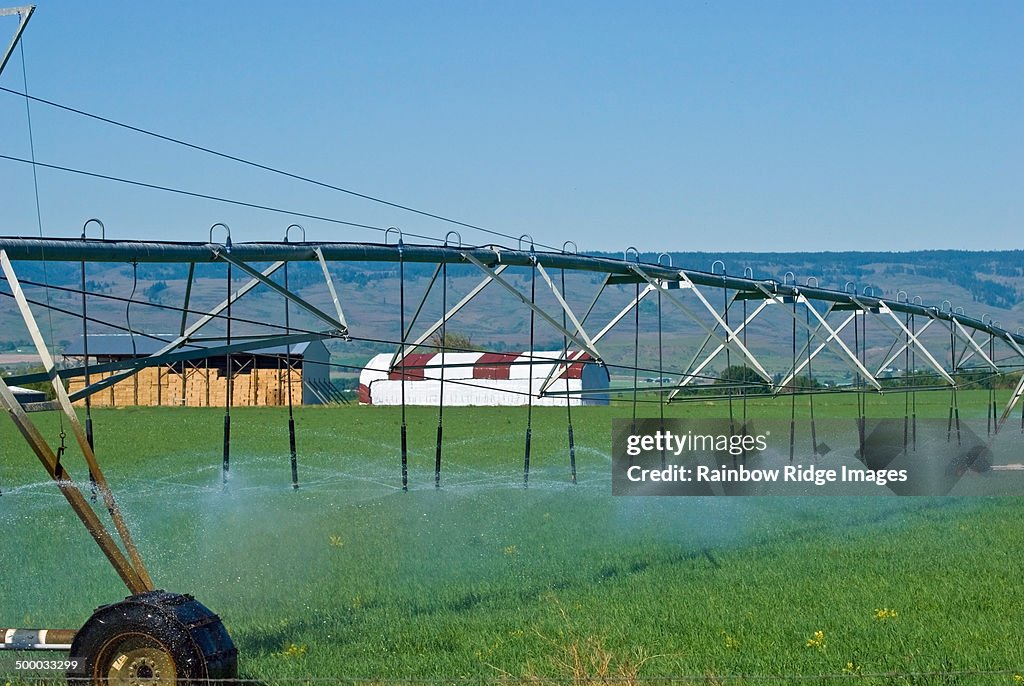 Irrigating Grass Hay