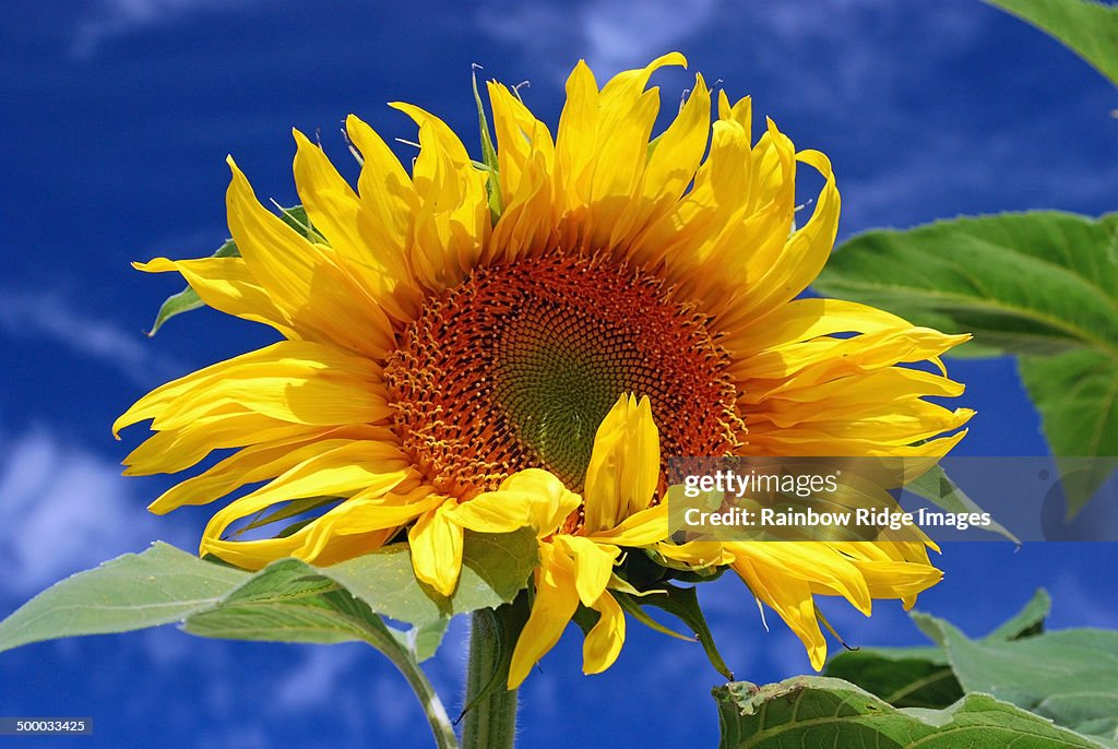 Giant Mammoth Sunflower on a blue sky background