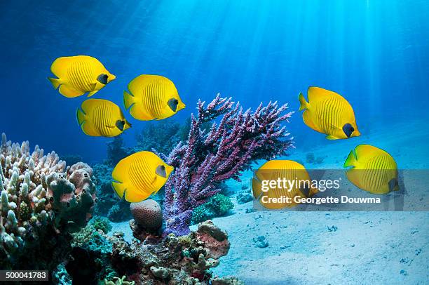 golden butterflyfish - chaetodon semilarvatus imagens e fotografias de stock